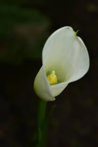 Close View Beautiful White Blooming Flowers — Stock Photo, Image