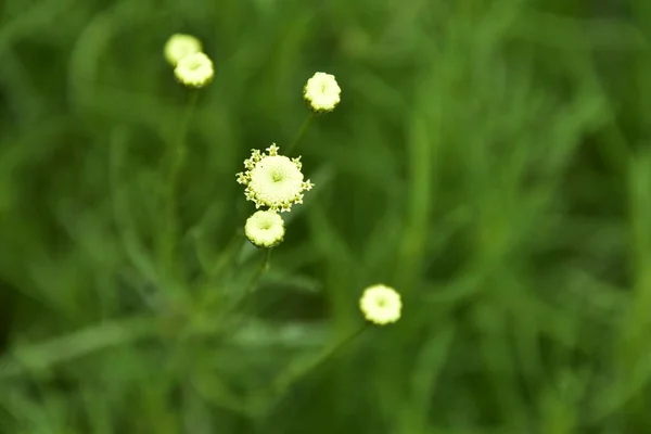 美しい白い花を間近で見ることができる — ストック写真