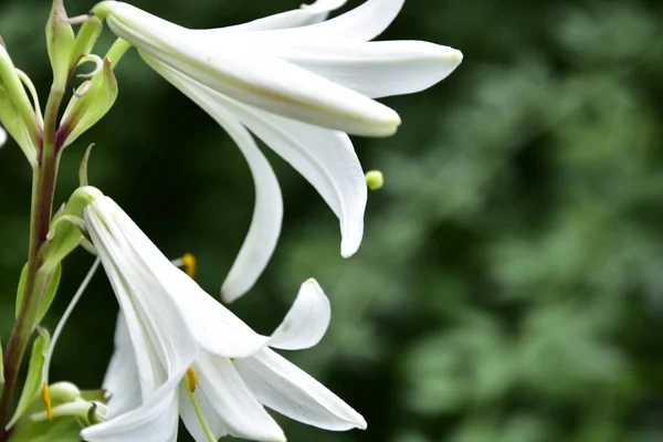 Vista Perto Belas Flores Brancas Florescendo — Fotografia de Stock