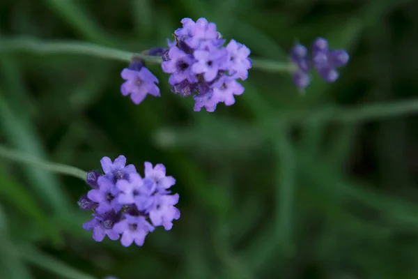 Fioritura Fiori Viola Che Crescono Giardino — Foto Stock