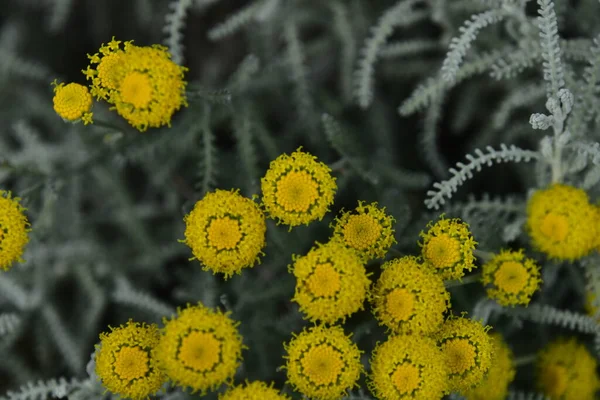 Mooie Gele Bloemen Groeien Tuin — Stockfoto