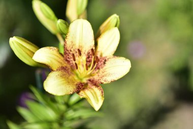 Bahçede yetişen güzel beyaz zambak çiçekleri