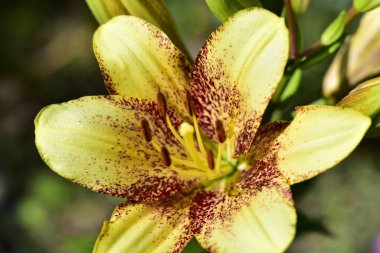 Bahçede yetişen güzel beyaz zambak çiçekleri