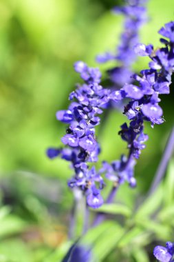 Bahçede büyüyen mor çiçekler.