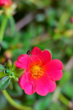 bahçede büyüyen güzel pembe çiçekler