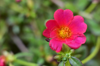 bahçede büyüyen güzel pembe çiçekler