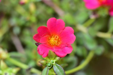 bahçede büyüyen güzel pembe çiçekler