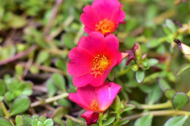 bahçede büyüyen güzel pembe çiçekler