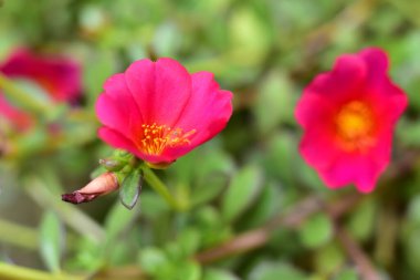 bahçede büyüyen güzel pembe çiçekler