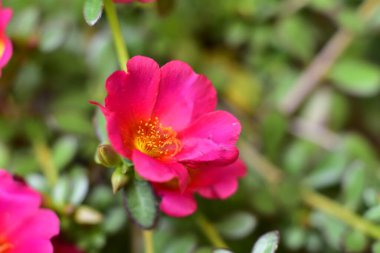 bahçede büyüyen güzel pembe çiçekler