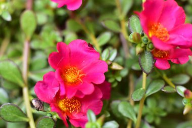 bahçede büyüyen güzel pembe çiçekler