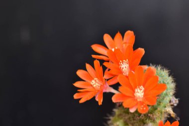 Güzel kırmızı kaktüs çiçekleri, yakın görüş