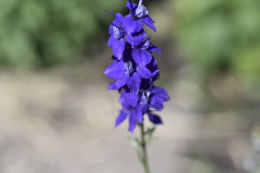 Bahçede büyüyen mor çiçekler.