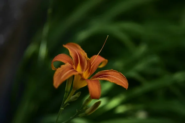 庭で育つ美しいユリの花 花のコンセプトイメージ — ストック写真