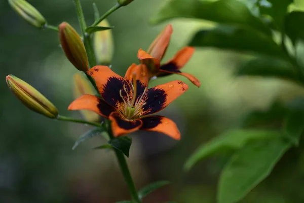 庭で育つ美しいユリの花 花のコンセプトイメージ — ストック写真