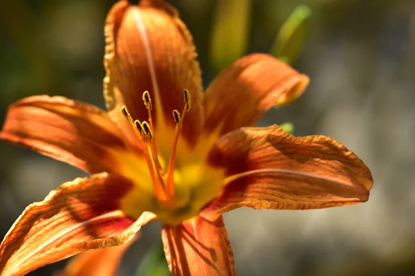Bahçede Yetişen Güzel Zambak Çiçekleri Çiçek Konsepti Imajı — Stok fotoğraf