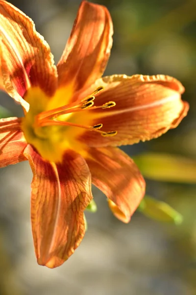Gyönyörű Liliom Virágok Nőnek Kertben Virágos Koncepció Kép — Stock Fotó