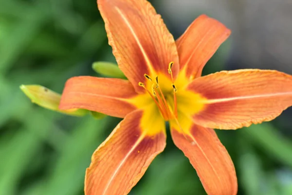 Beautiful Lily Flowers Growing Garden Floral Concept Image — Stockfoto