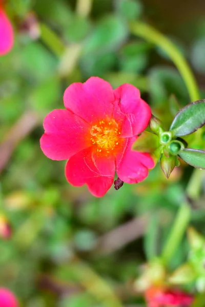 Piękne Różowe Kwiaty Rosnące Ogrodzie — Zdjęcie stockowe