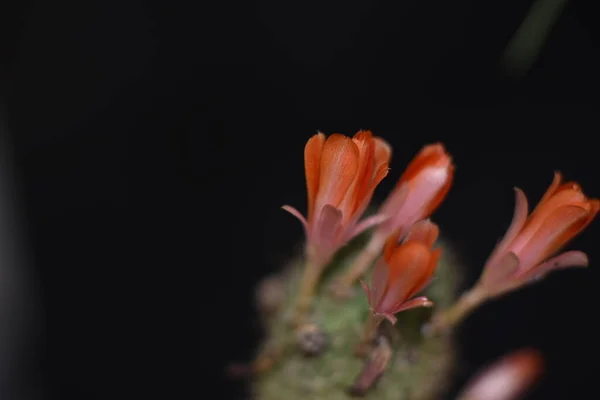 Mooie Rode Bloemen Van Cactus Van Dichtbij Bekijken — Stockfoto
