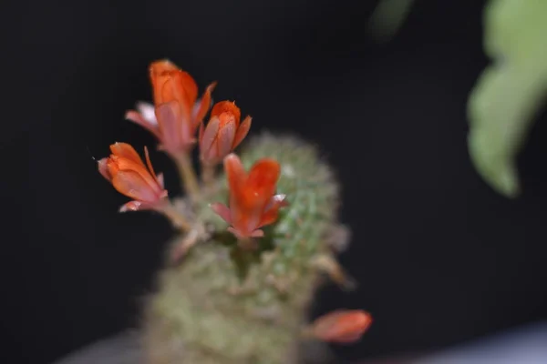 Красивые Красные Цветы Кактуса Вид Вблизи — стоковое фото