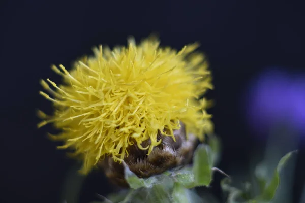 Sunny Yellow Flowers Growing Garden — Stock Photo, Image