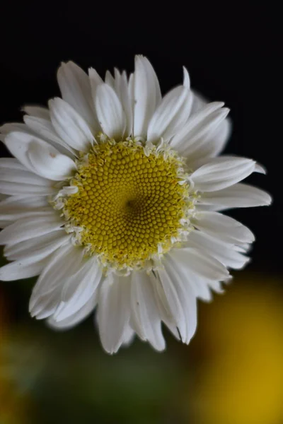 庭で育つ白い素晴らしい花 — ストック写真