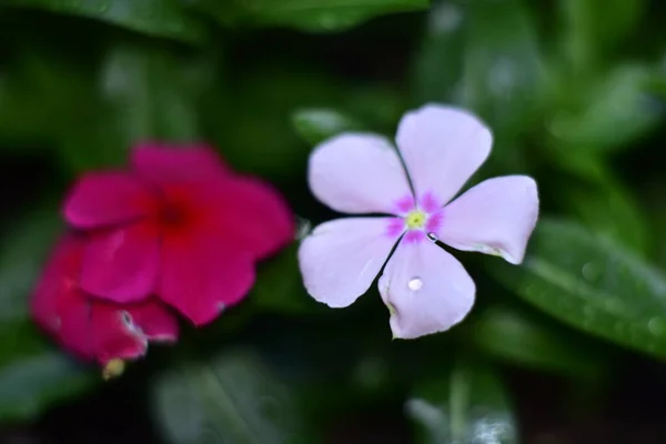 Красиві Барвисті Квіти Саду — стокове фото