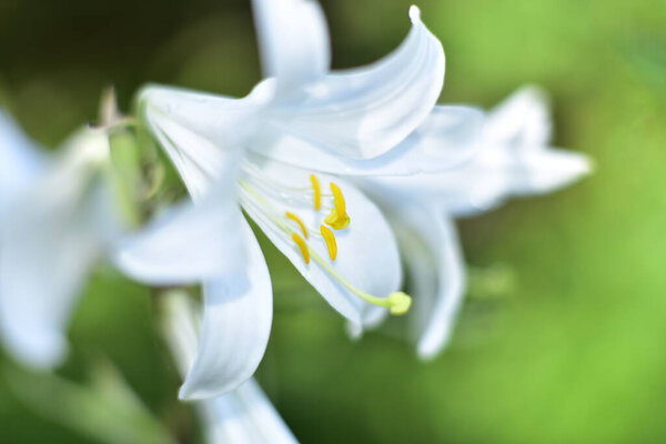 красивые белые цветы лилии, растущие в саду