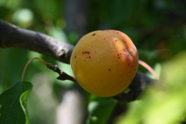 Taze ve olgun kayısılar dalda, yakından bakın.