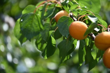 Taze ve olgun kayısılar dalda, yakından bakın.