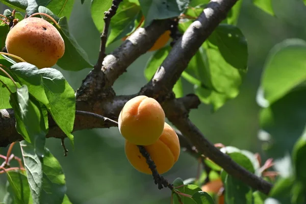 Albaricoques Frescos Maduros Rama Vista Cerca — Foto de Stock