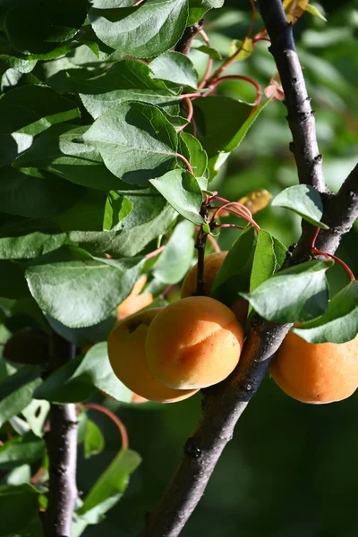 Fresh Ripe Apricots Branch Close View — Stock Photo, Image