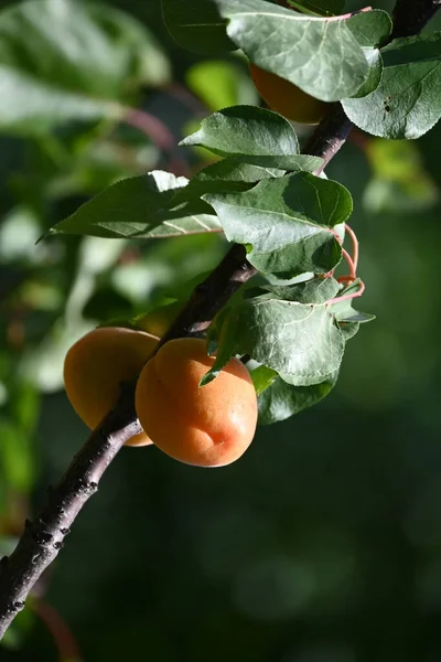 Fresh Ripe Apricots Branch Close View — Stock Photo, Image