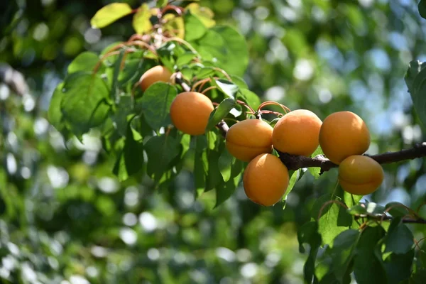 Albaricoques Frescos Maduros Rama Vista Cerca — Foto de Stock