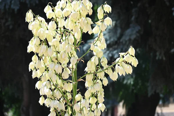 Белые Удивительные Цветы Растущие Саду — стоковое фото