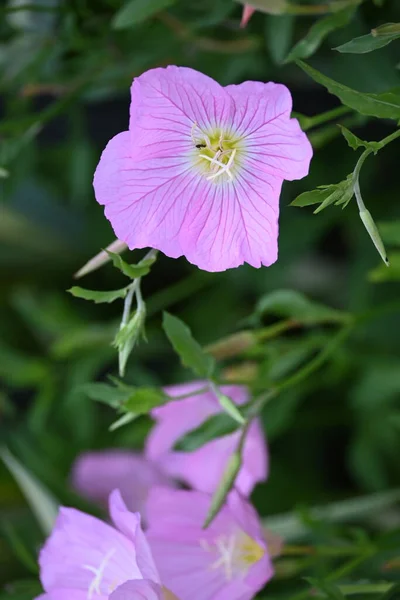 Smukke Lyserøde Blomster Vokser Haven - Stock-foto