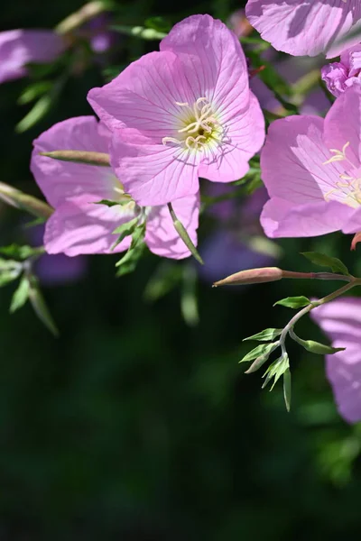 Schöne Rosa Blüten Die Garten Wachsen — Stockfoto