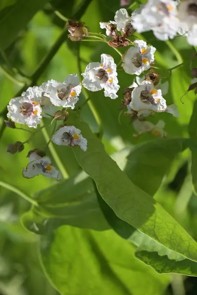 Witte Verbazingwekkende Bloemen Groeien Tuin — Stockfoto