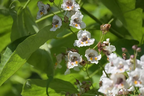 Witte Verbazingwekkende Bloemen Groeien Tuin — Stockfoto