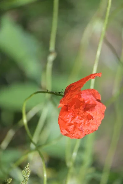 Mooie Rode Bloemen Groeien Tuin — Stockfoto