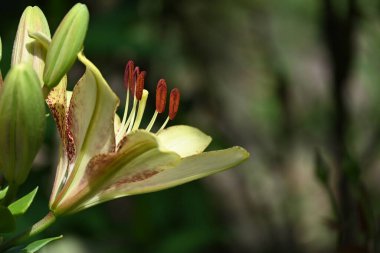 Bahçede yetişen güzel beyaz zambak çiçekleri