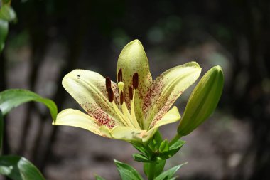 Bahçede yetişen güzel beyaz zambak çiçekleri