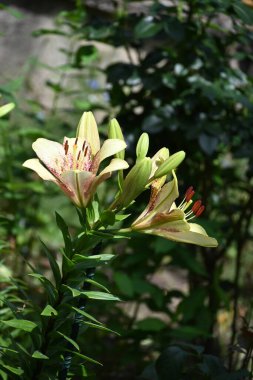 Bahçede yetişen güzel beyaz zambak çiçekleri