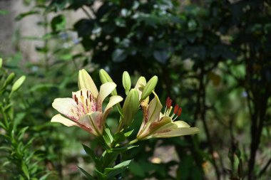 Bahçede yetişen güzel beyaz zambak çiçekleri