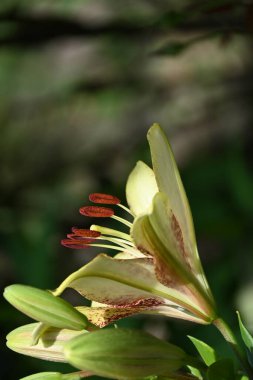 Bahçede yetişen güzel beyaz zambak çiçekleri