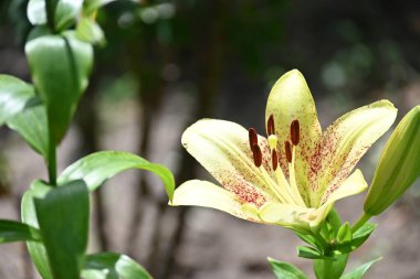 Bahçede yetişen güzel beyaz zambak çiçekleri