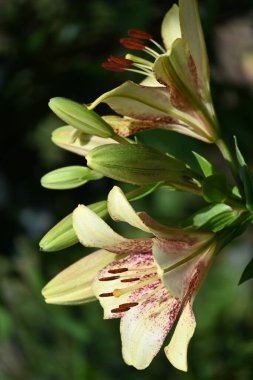 Bahçede yetişen güzel beyaz zambak çiçekleri
