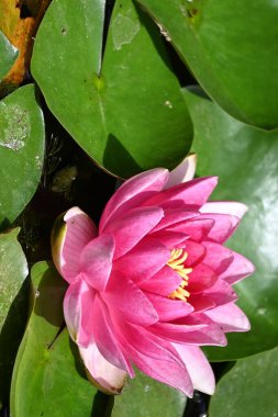 Güzel zambak gölette, yakın manzara