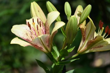 Bahçede yetişen güzel beyaz zambak çiçekleri